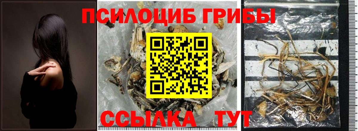 Псилоцибиновые грибы Psilocybe Новокубанск